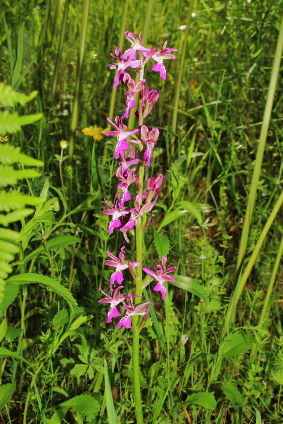 Orchis clandestina Hautz.